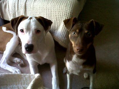 NWR: Any advice for a road trip with dogs?