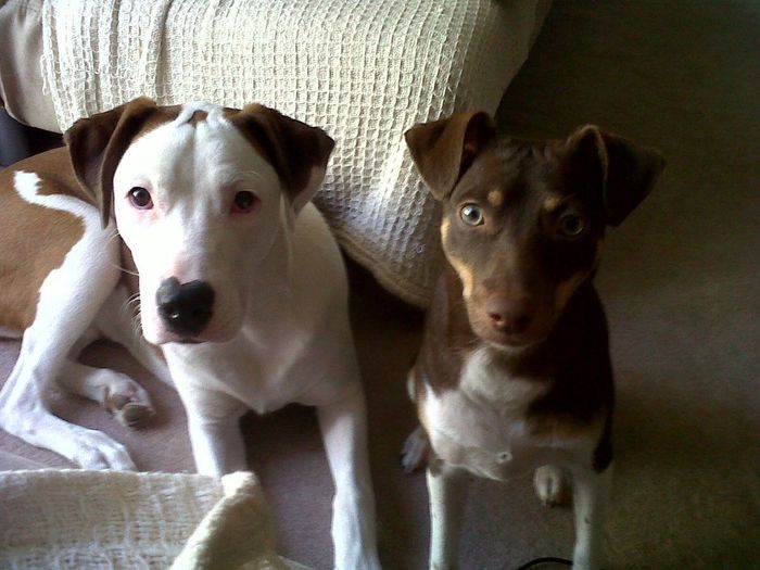 Lets see those puppies that we share with our FHs!