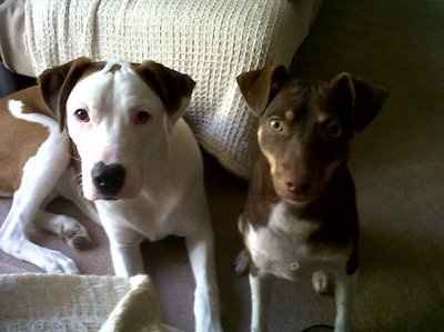 NWR: Show off your fur baby!