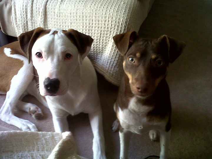 Lets see those puppies that we share with our FHs!