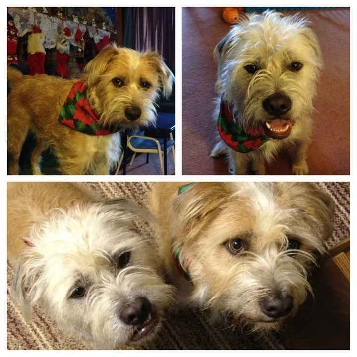 Furbabies?(non wedding post)