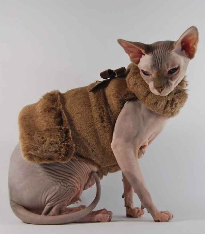 Dress One for appreciation dinner