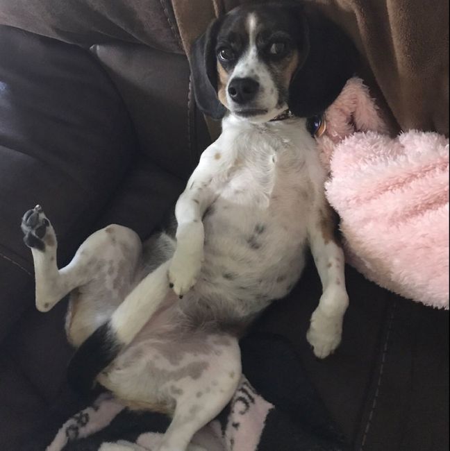 Furbaby pick me up