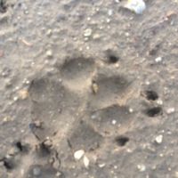 Nwr: show me your tattoos