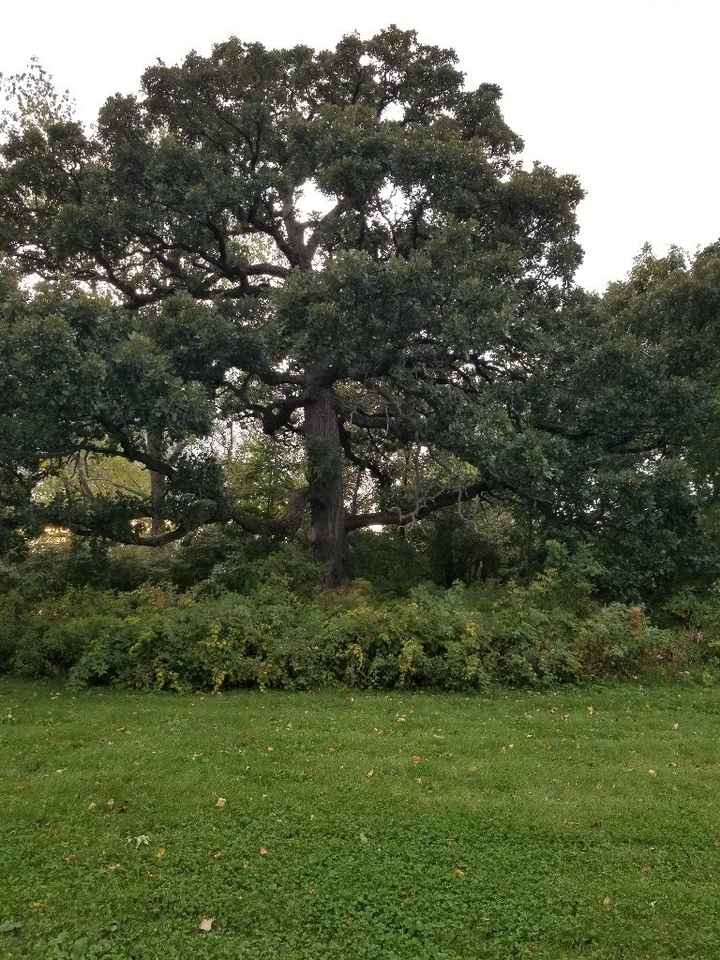 Fox Brook Park Option for Ceremony Site