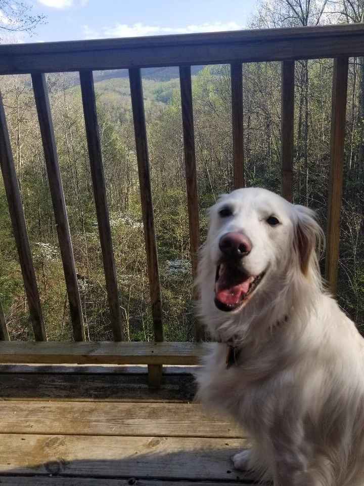 The best man chilling on our cabin deck