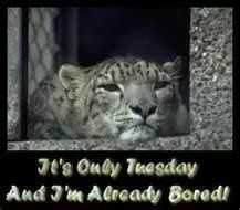 NWR: Anyone have a case of the Tuesdays?