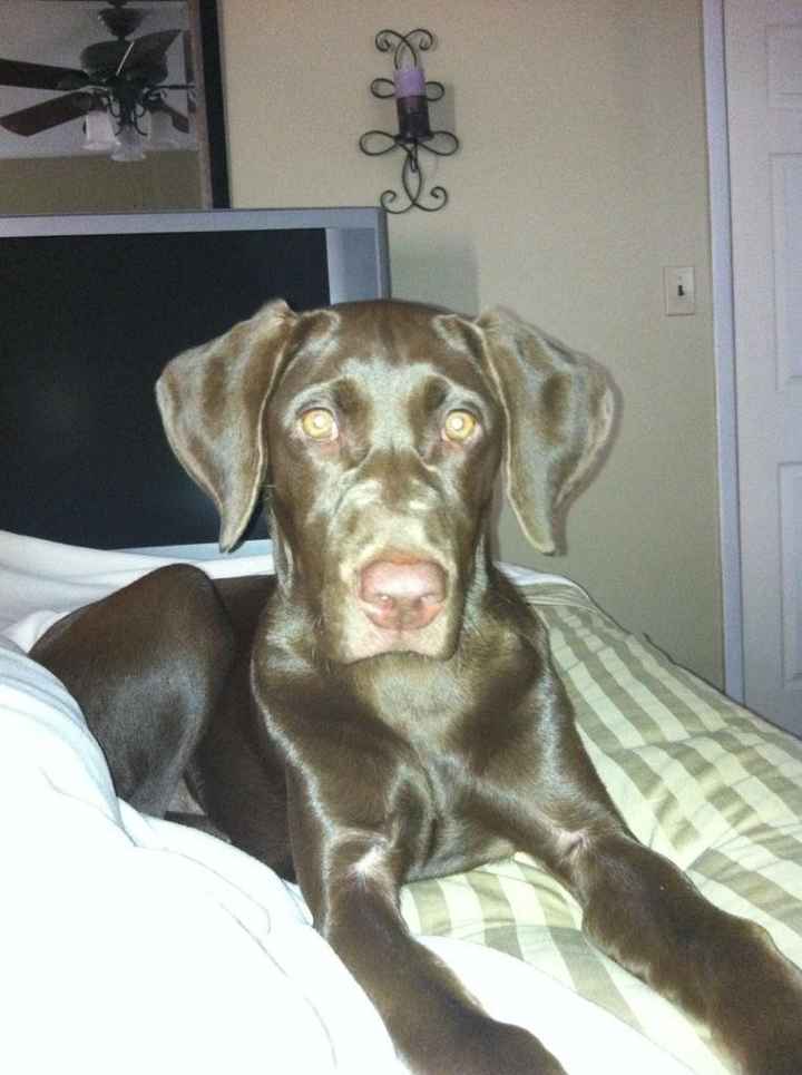 NWR - Sick puppy :*( pic