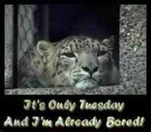 NWR: Anyone have a case of the Tuesdays?