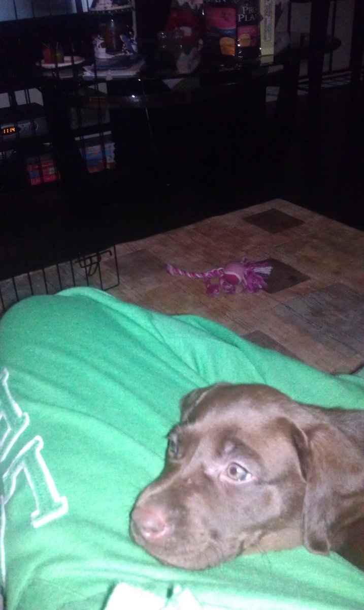 Furbabies then and now