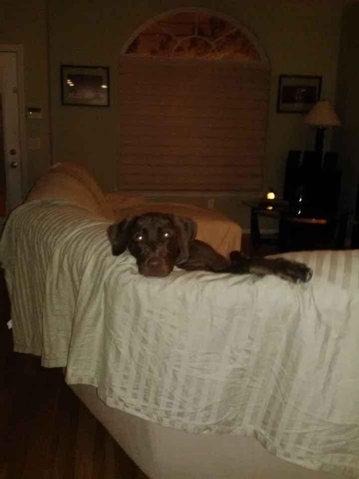 Its Friday - time for Furbabies...