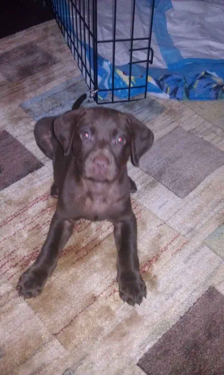 Keeping my mind of my wedding...Show me your dog:)!!**Pics
