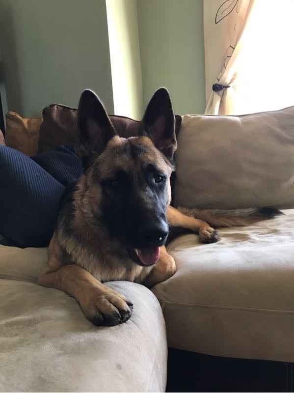 NWR- Furbaby Appreciation Post