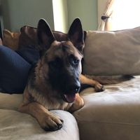 NWR- Furbaby Appreciation Post