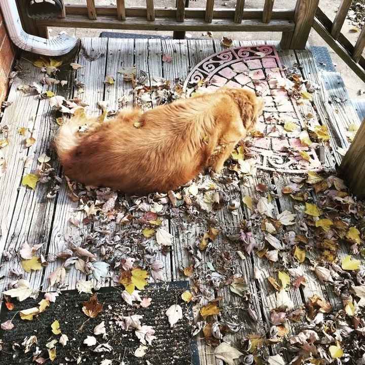 NWR: you and furbaby pic!