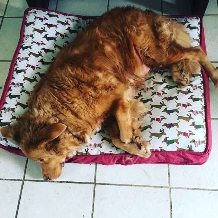 Positive thoughts and pictures of fluffy pets please