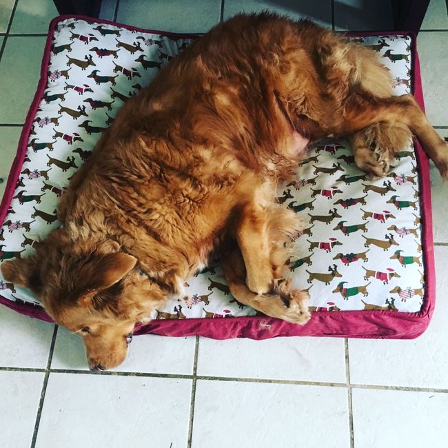 NWR: Puppy Friday!!