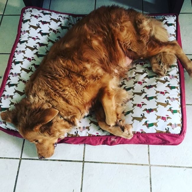 Positive thoughts and pictures of fluffy pets please