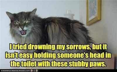 It's funny photo time!