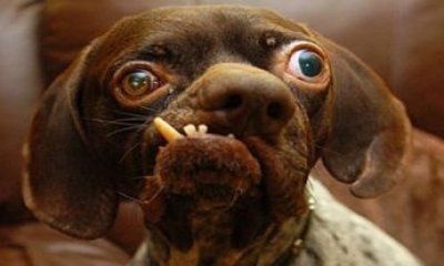 It's funny photo time!