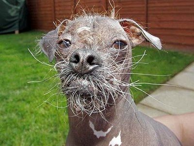 It's funny photo time!