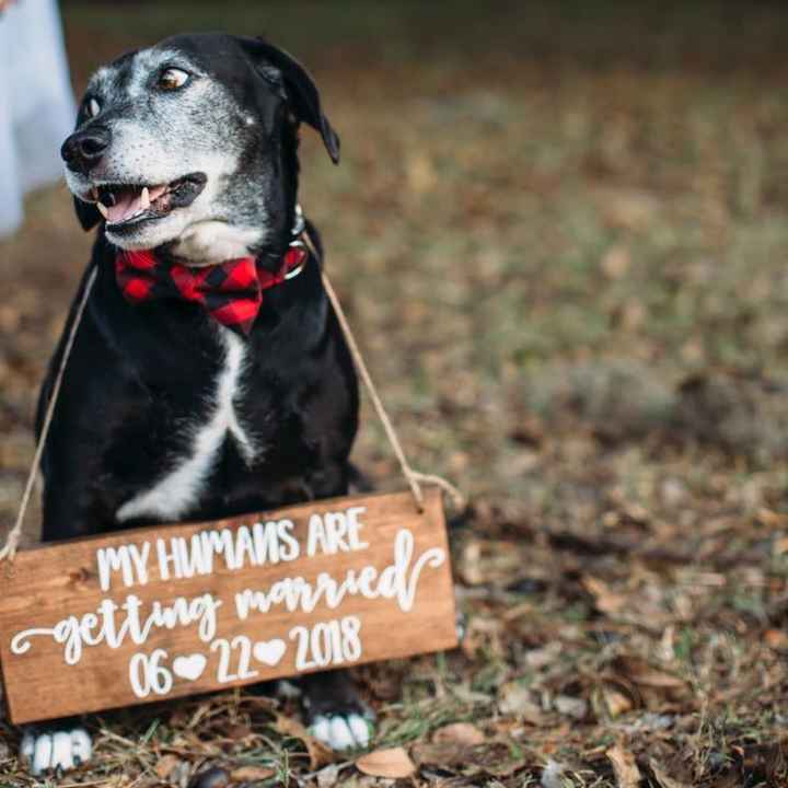 Incorporating your dog in the wedding