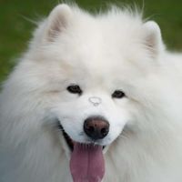 Engagement Shoot - 5