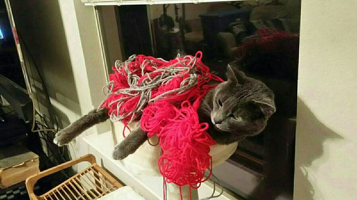 NWR: furbabies