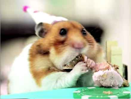 NWR - Original Randi hedgey cuteness