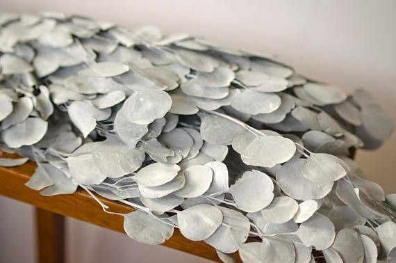 White Silver Dollar Eucalyptus