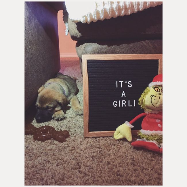 Pet owners! :-) Share your pets - 2
