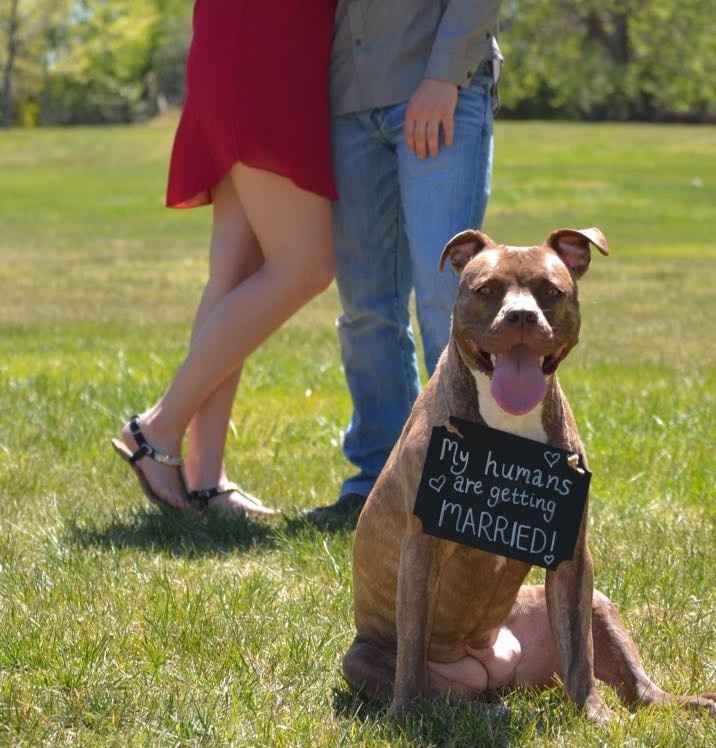 Dogs in Engagement Photos?