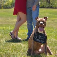 Dogs in Engagement Photos?