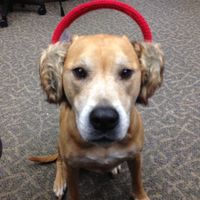 Furbabies?(non wedding post)