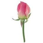 boutonnier Flowers