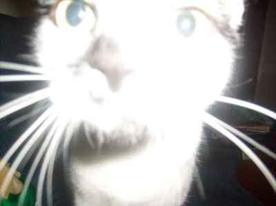 NWR: Show off your fur baby!
