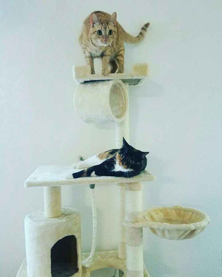 Nwr: instagram for your pet?