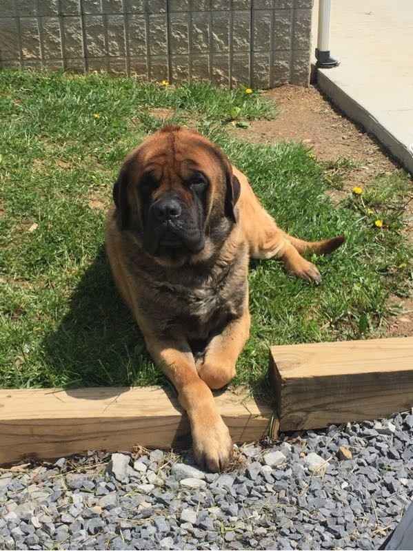 NWR- Furbaby Appreciation Post