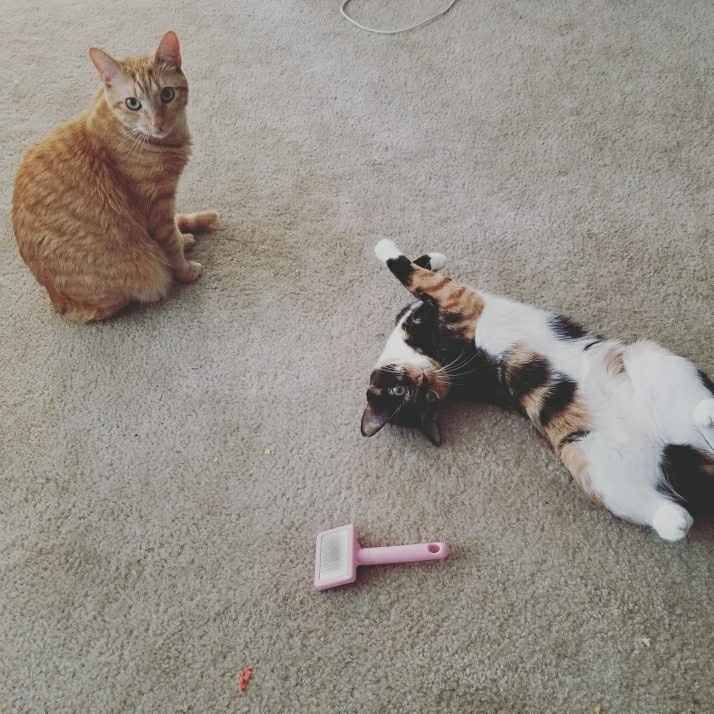 Let me see those fur babies!