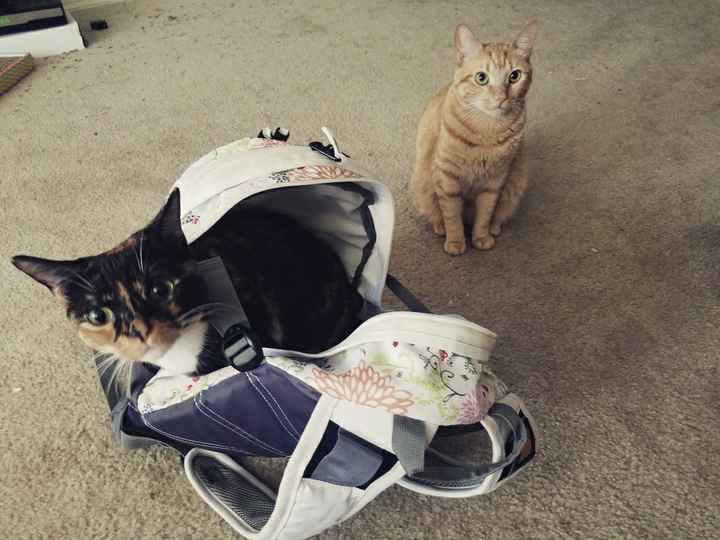 NWR- let me see your fur babies, awake and scared