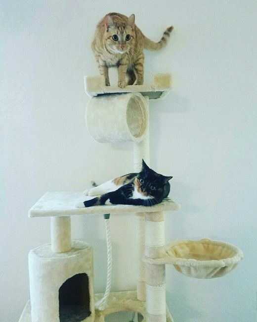Nwr: instagram for your pet?