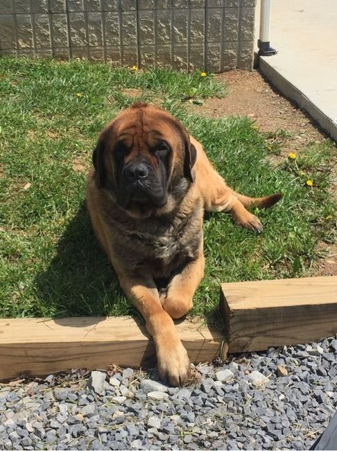NWR- Furbaby Appreciation Post