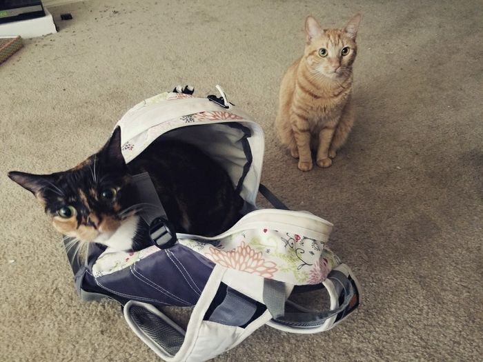 NWR- let me see your fur babies, awake and scared