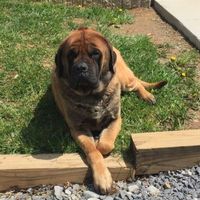 NWR- Furbaby Appreciation Post