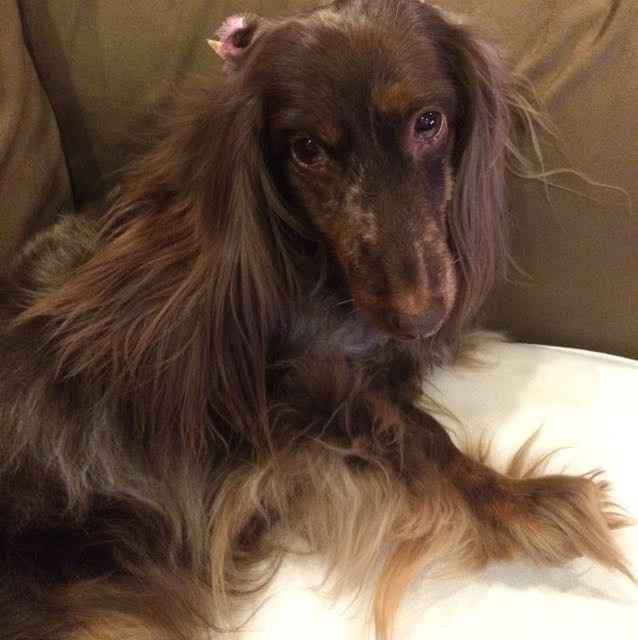 NWR: Dachshunds and other small dog owners