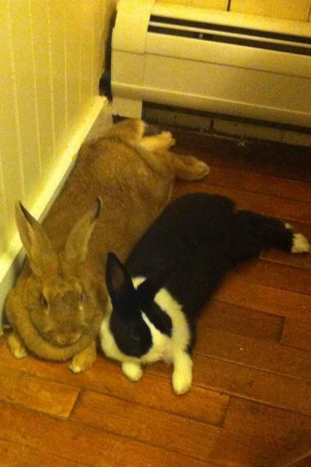 NWR For Fun. Furry Friends!