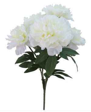 Peony Bush $3.00