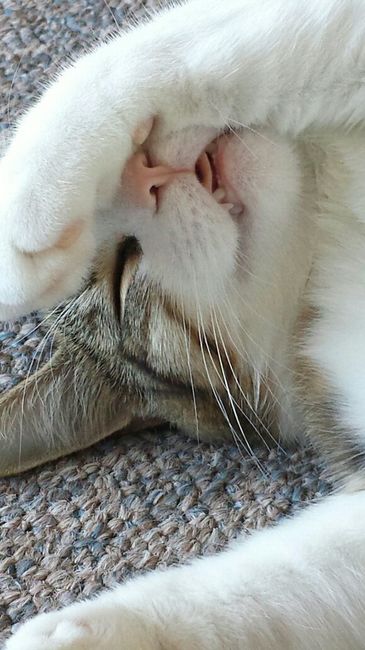 Brag Post - Pet Edition!