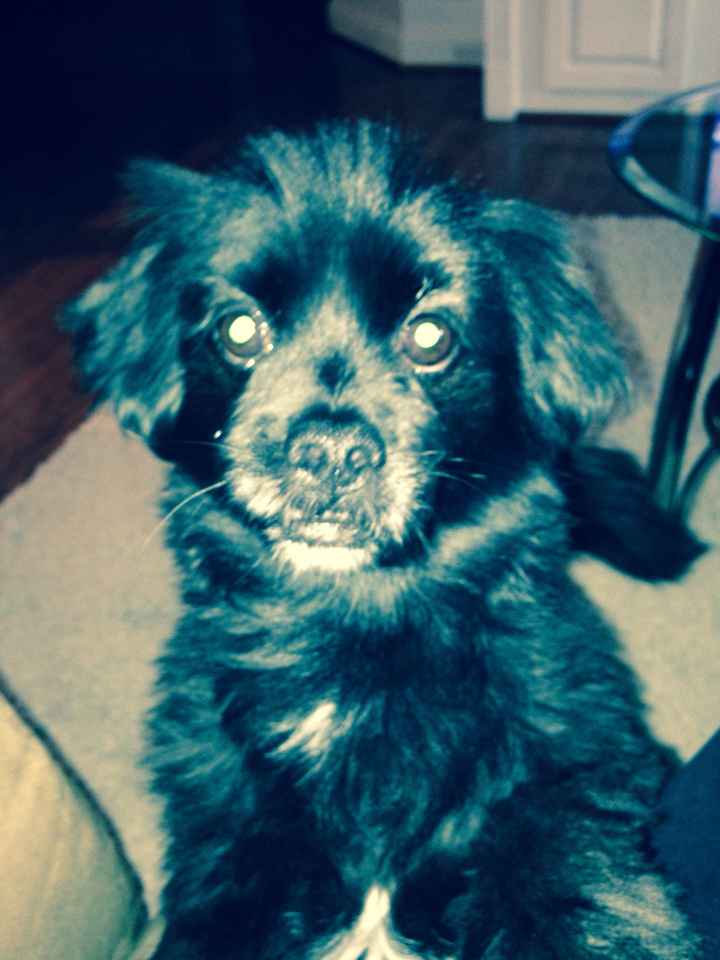 NWR Happy Fursday! Show me your fur babies!