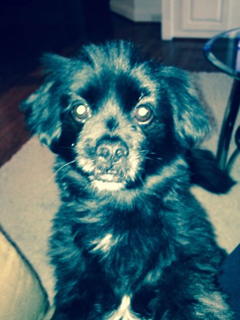 NWR Happy Fursday! Show me your fur babies!